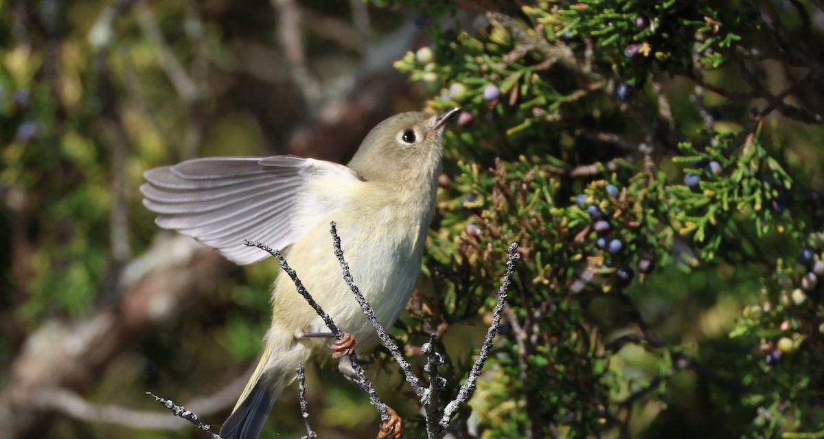 Ruby-crowned Kinglet - ML643723875
