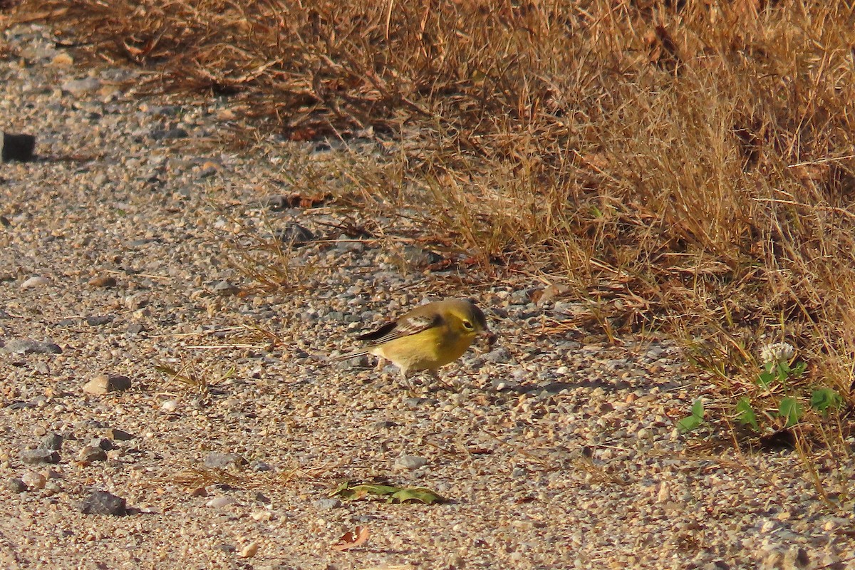 Pine Warbler - ML643723883