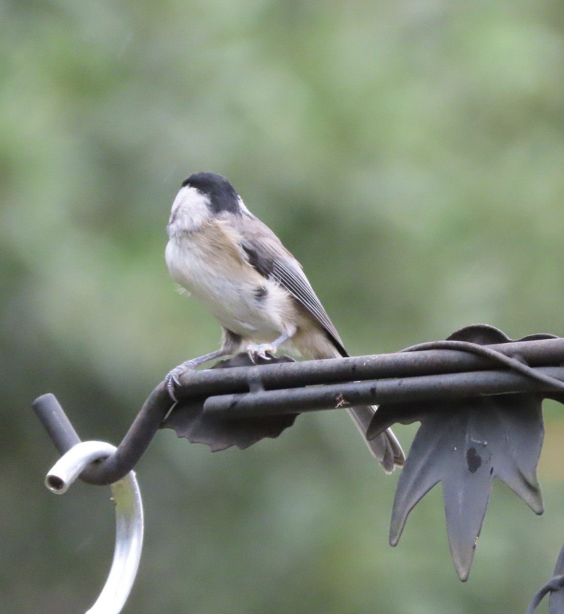 Carolina Chickadee - ML643723885
