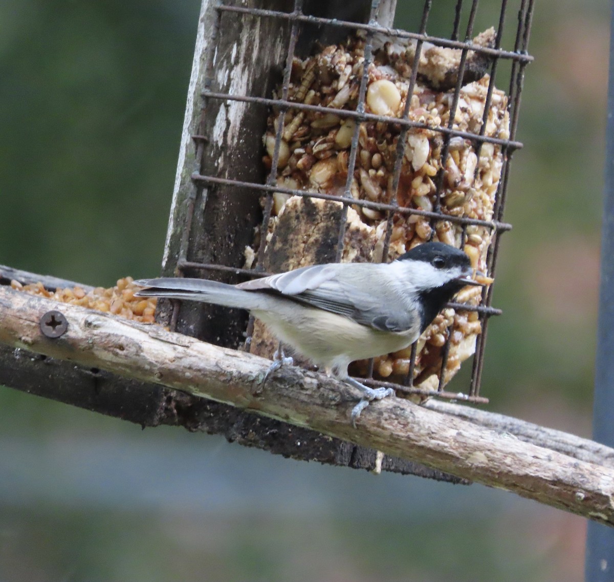 Carolina Chickadee - ML643723886