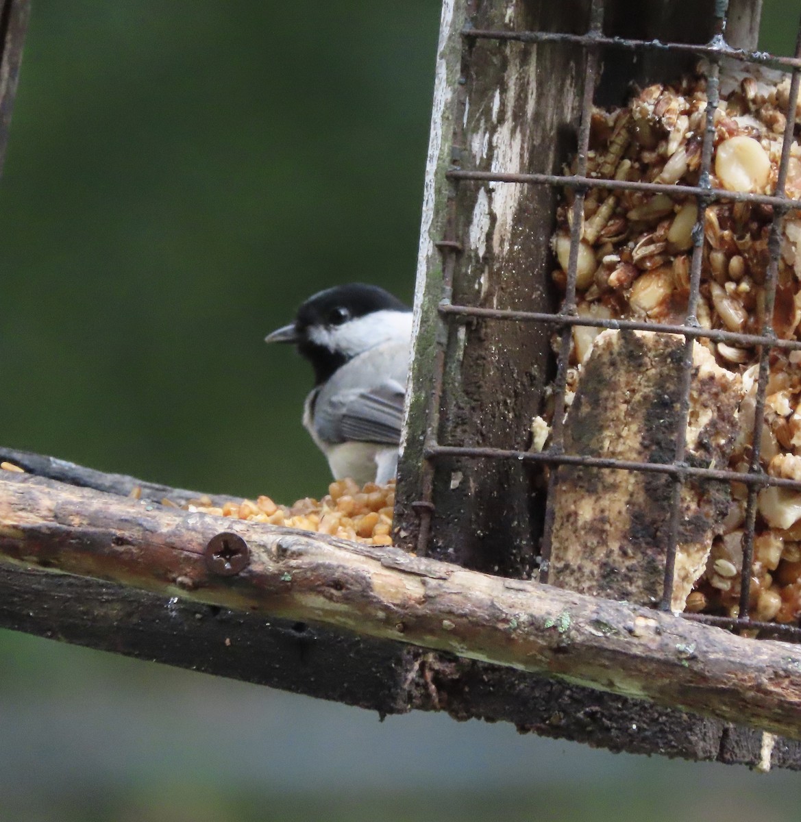 Carolina Chickadee - ML643723887