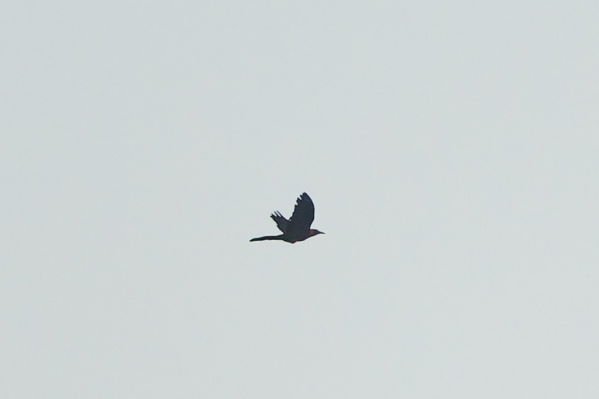 Great-tailed Grackle - ML643723891