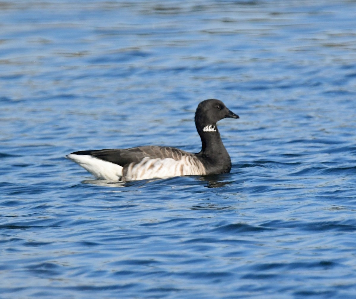 Brant (Pale-bellied) - ML643723894