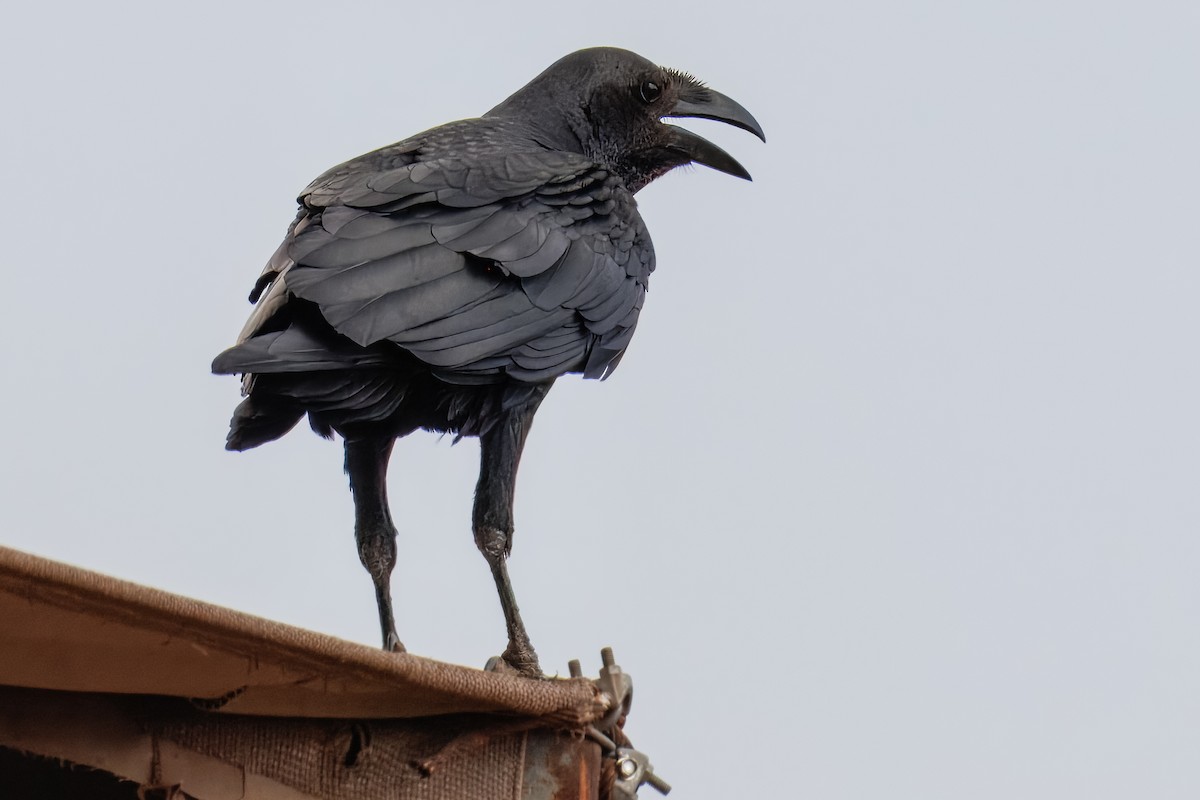 Fan-tailed Raven - ML643723898