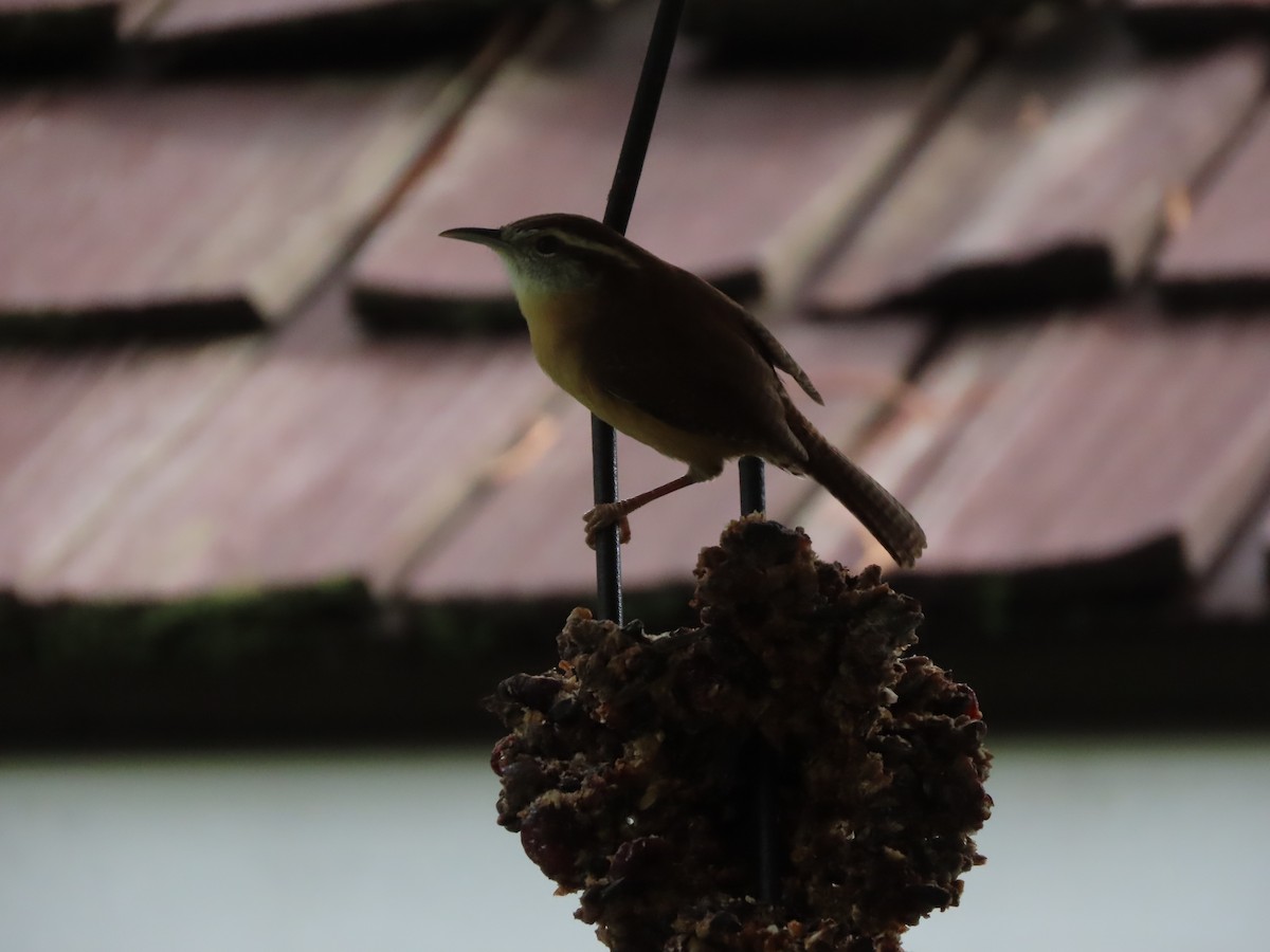 Carolina Wren - ML643723925