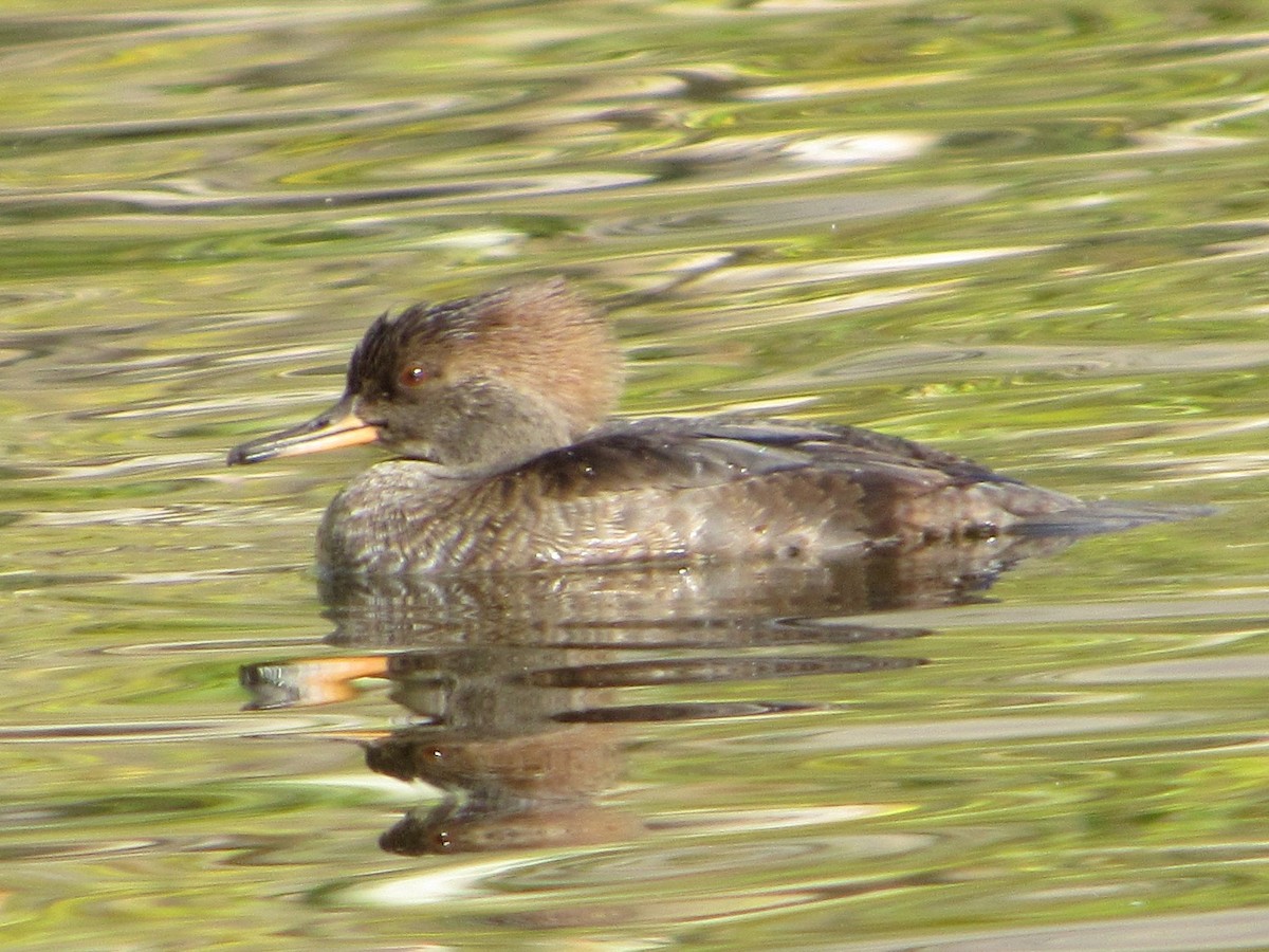 Hooded Merganser - ML643723931