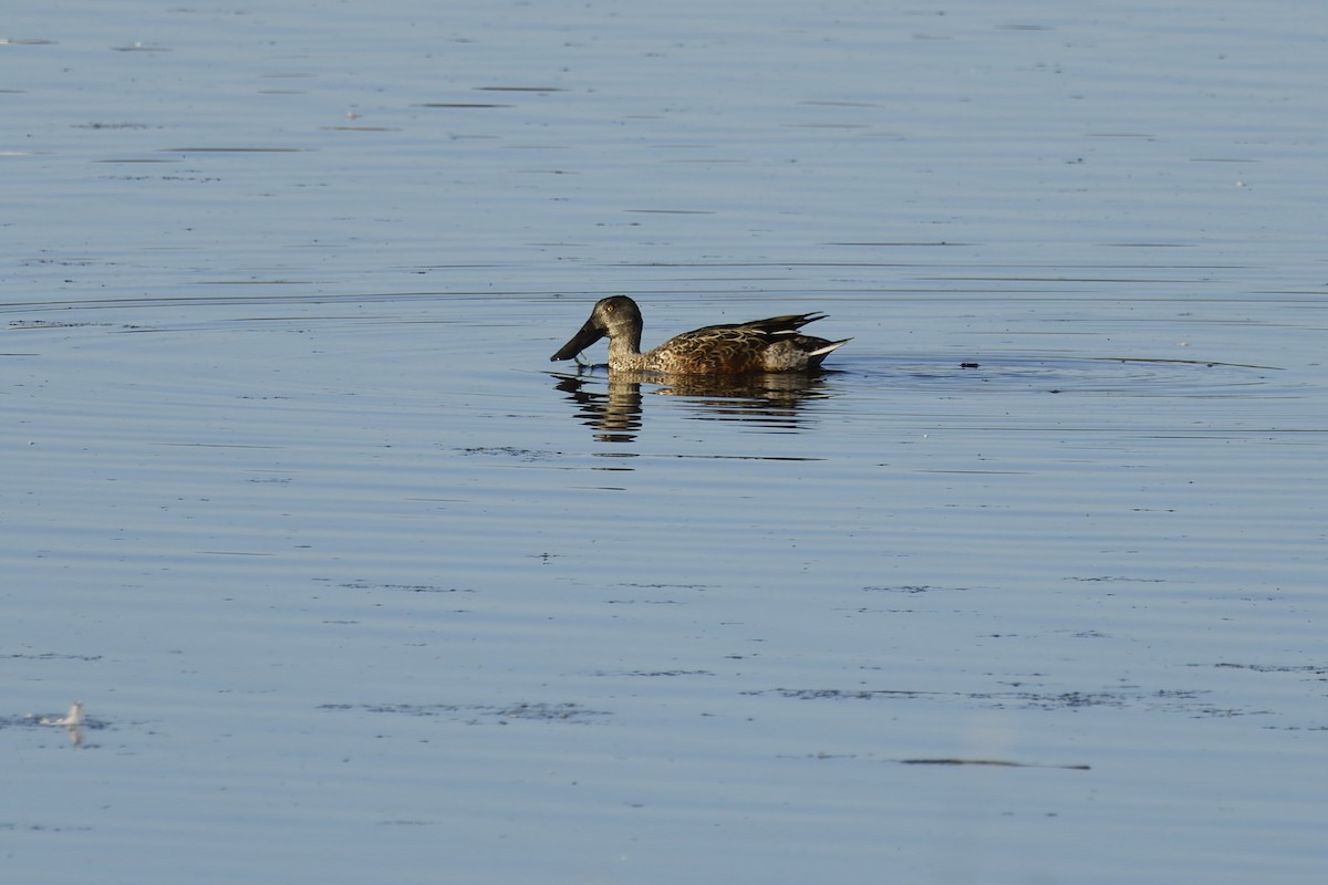 Northern Shoveler - ML643723932