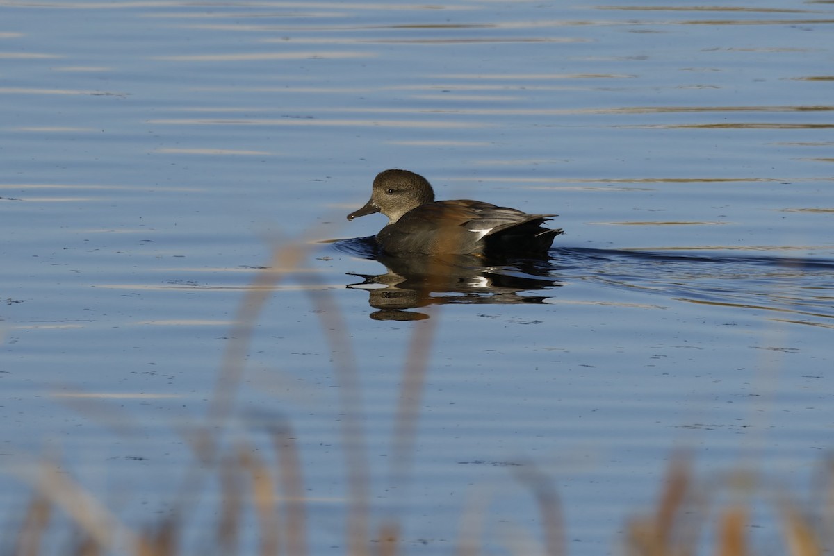 Gadwall - ML643723935