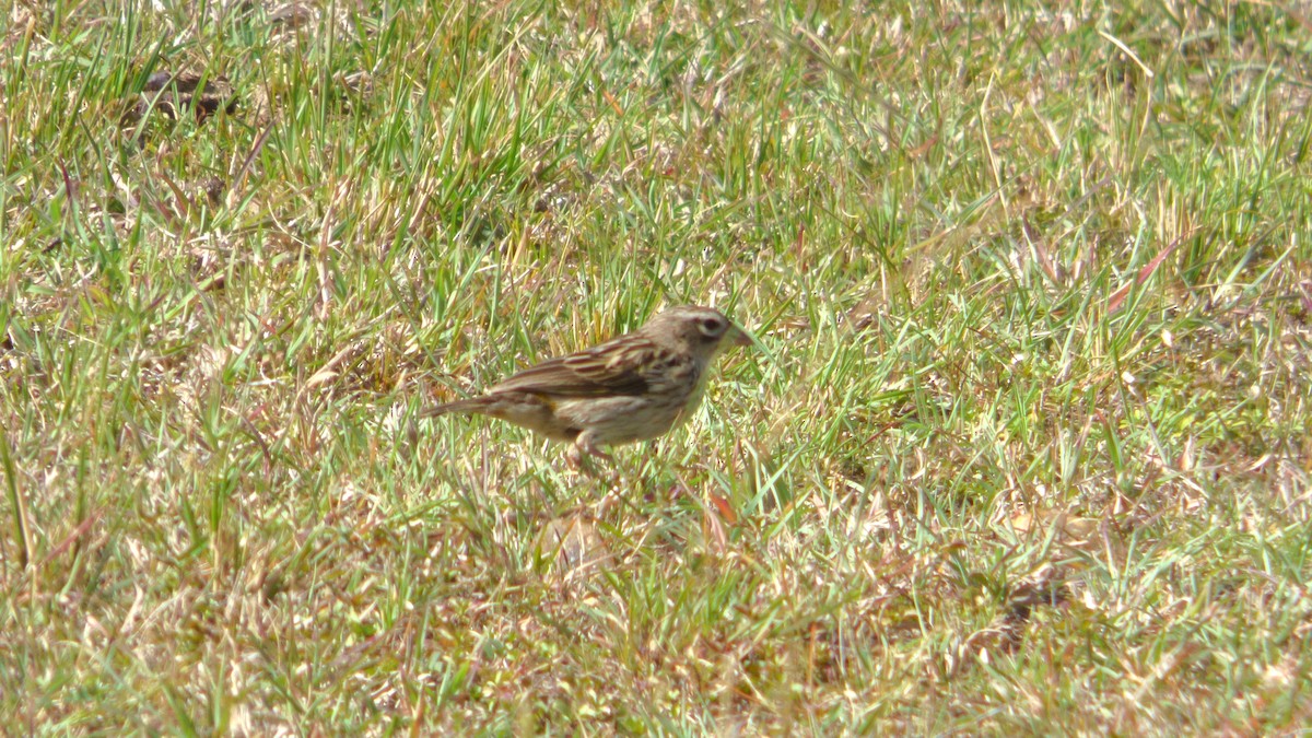 Yellow Bishop - ML643723939