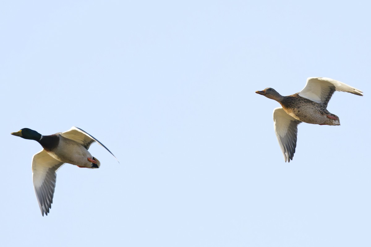 Mallard - ML643723942