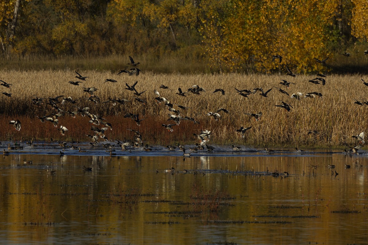 Mallard - ML643723943