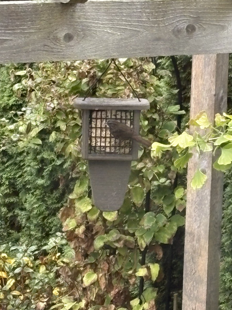 Fox Sparrow (Sooty) - ML643723954