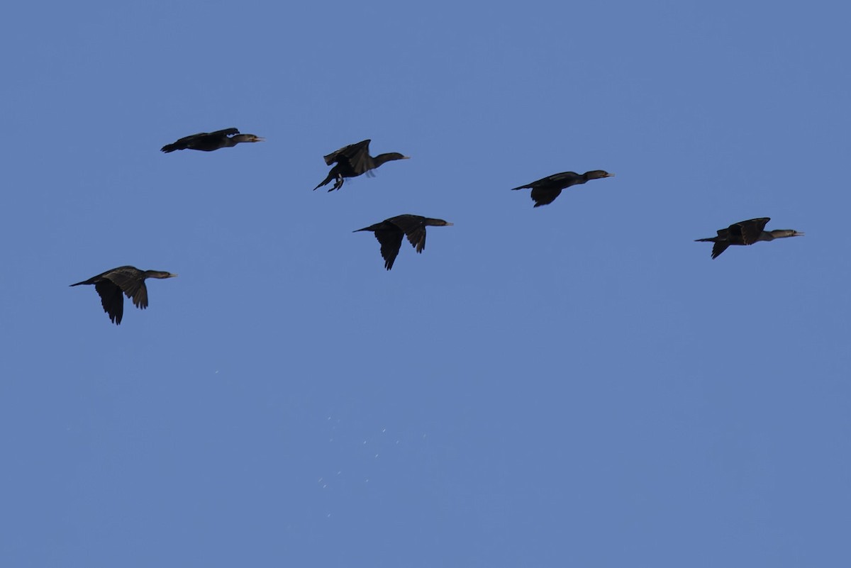 Double-crested Cormorant - ML643723958