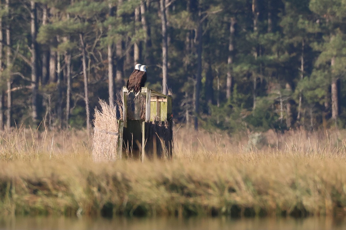 Bald Eagle - ML643723959