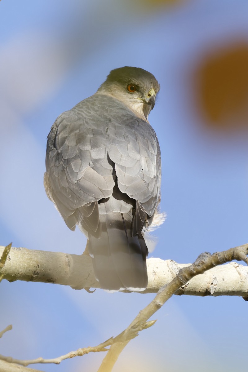 Cooper's Hawk - ML643723963