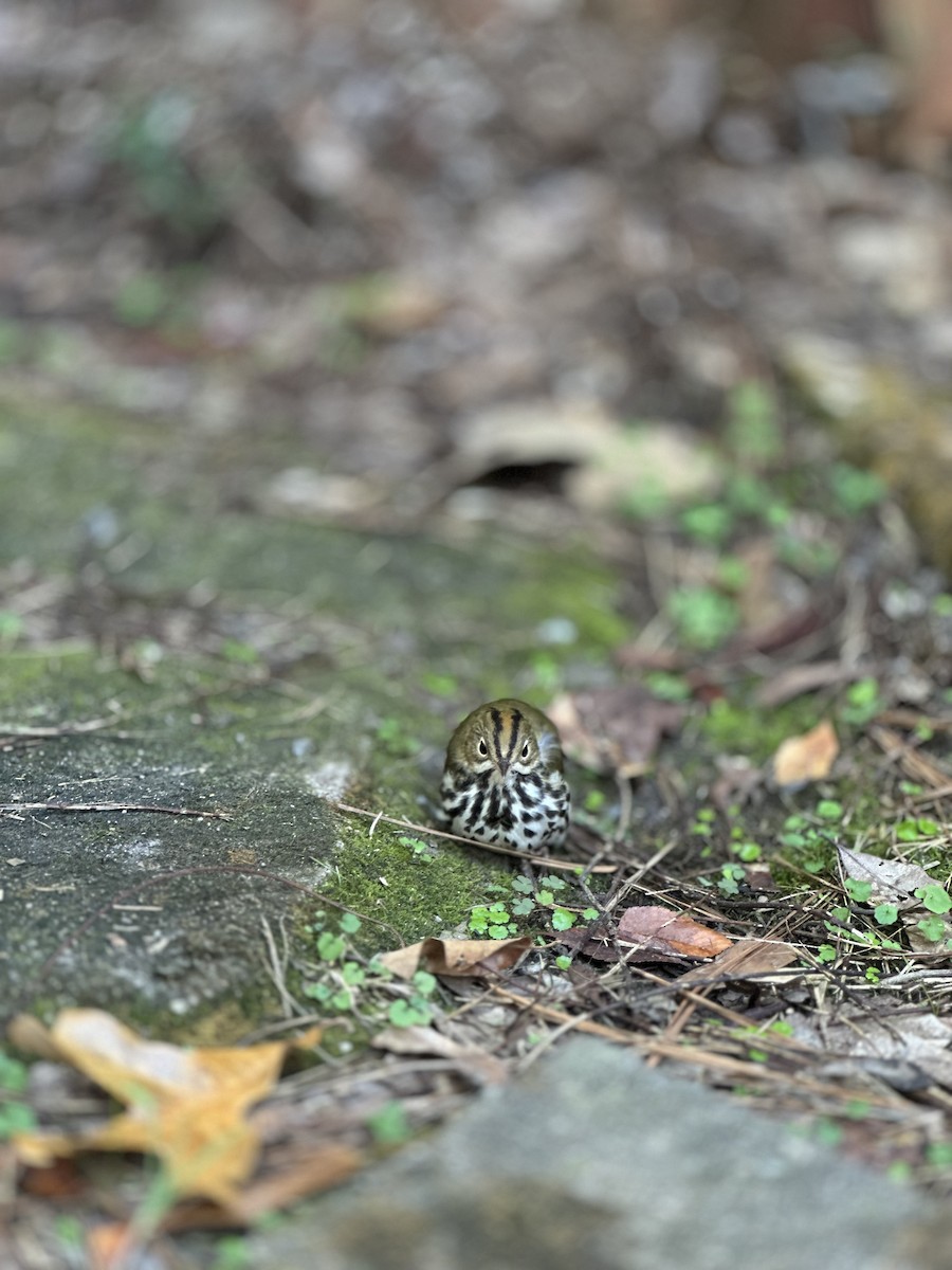 Paruline couronnée - ML643723966