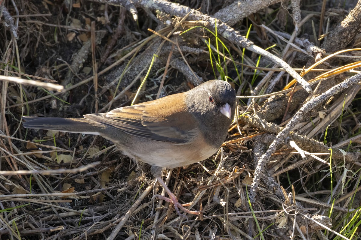 ユキヒメドリ（oreganus グループ） - ML643723978