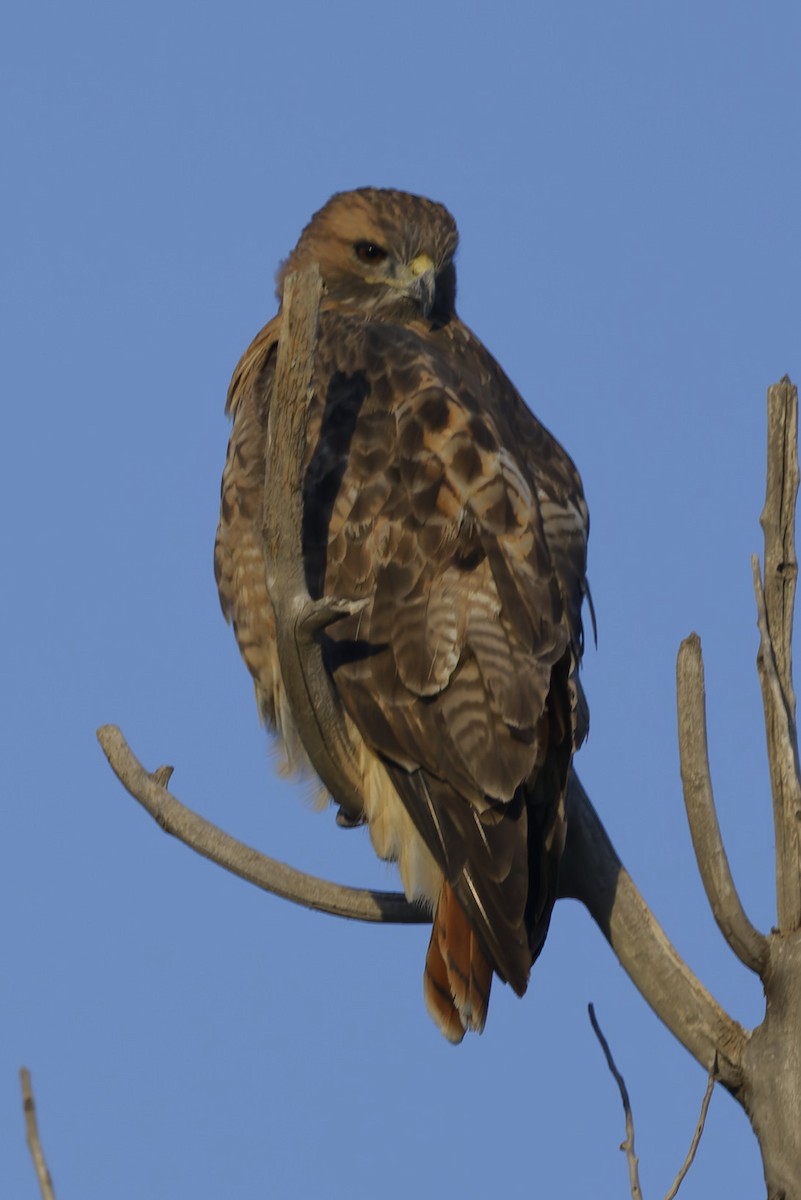 Red-tailed Hawk - ML643723981
