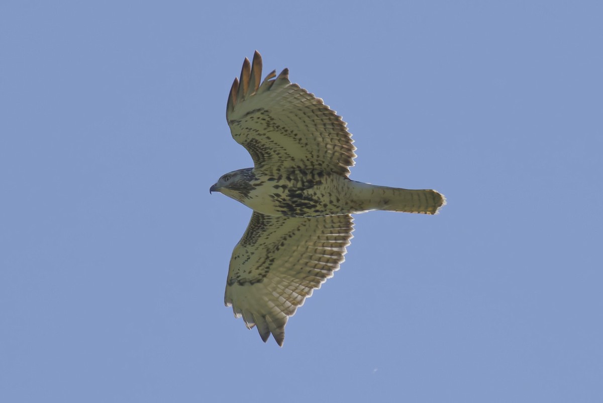 Red-tailed Hawk - ML643723982