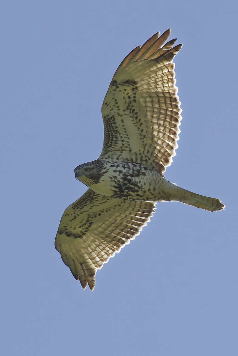 Red-tailed Hawk - ML643723983
