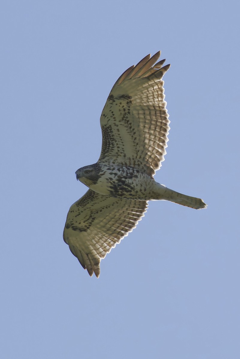 Red-tailed Hawk - ML643723984