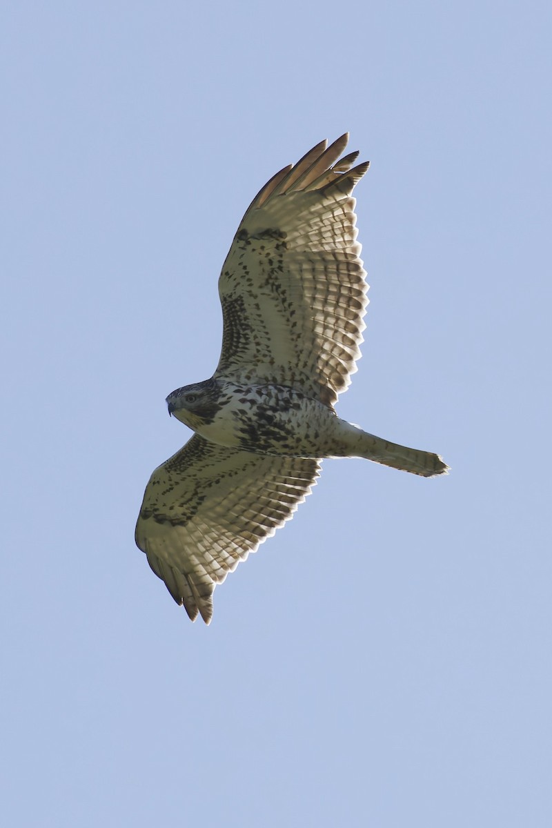 Red-tailed Hawk - ML643723985