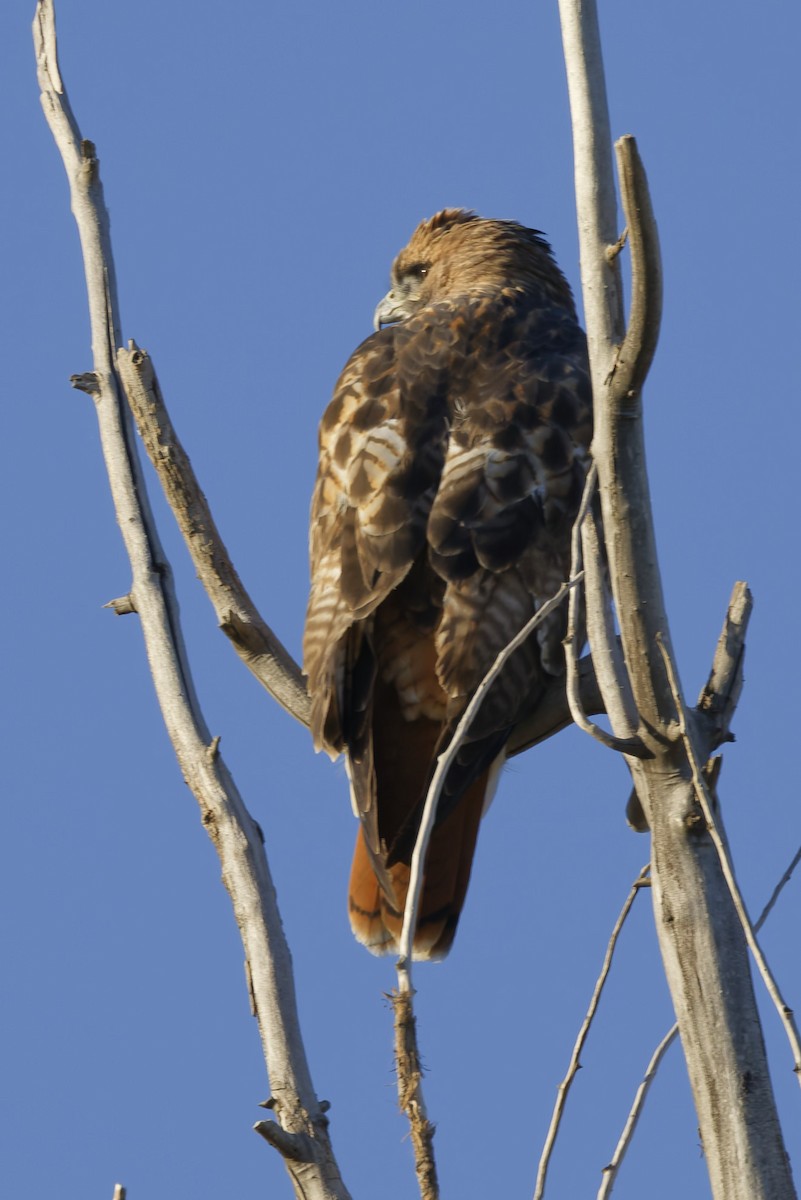 Red-tailed Hawk - ML643723986