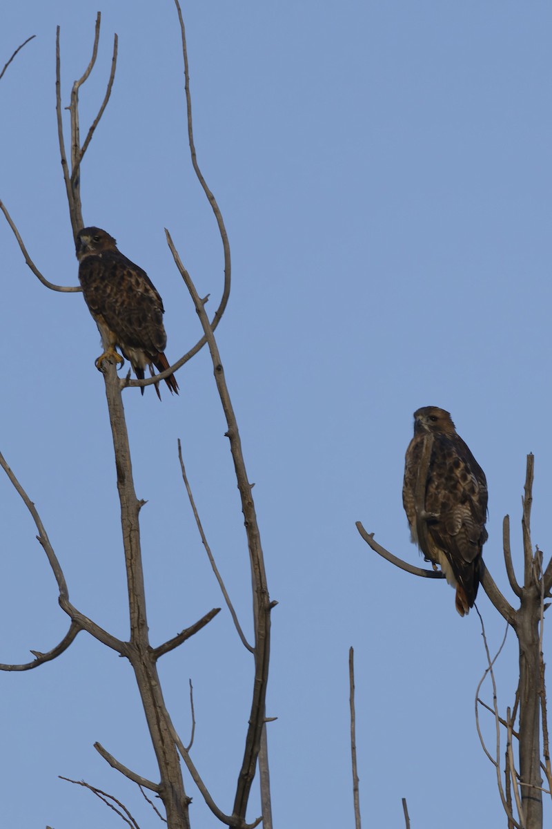 Red-tailed Hawk - ML643723987