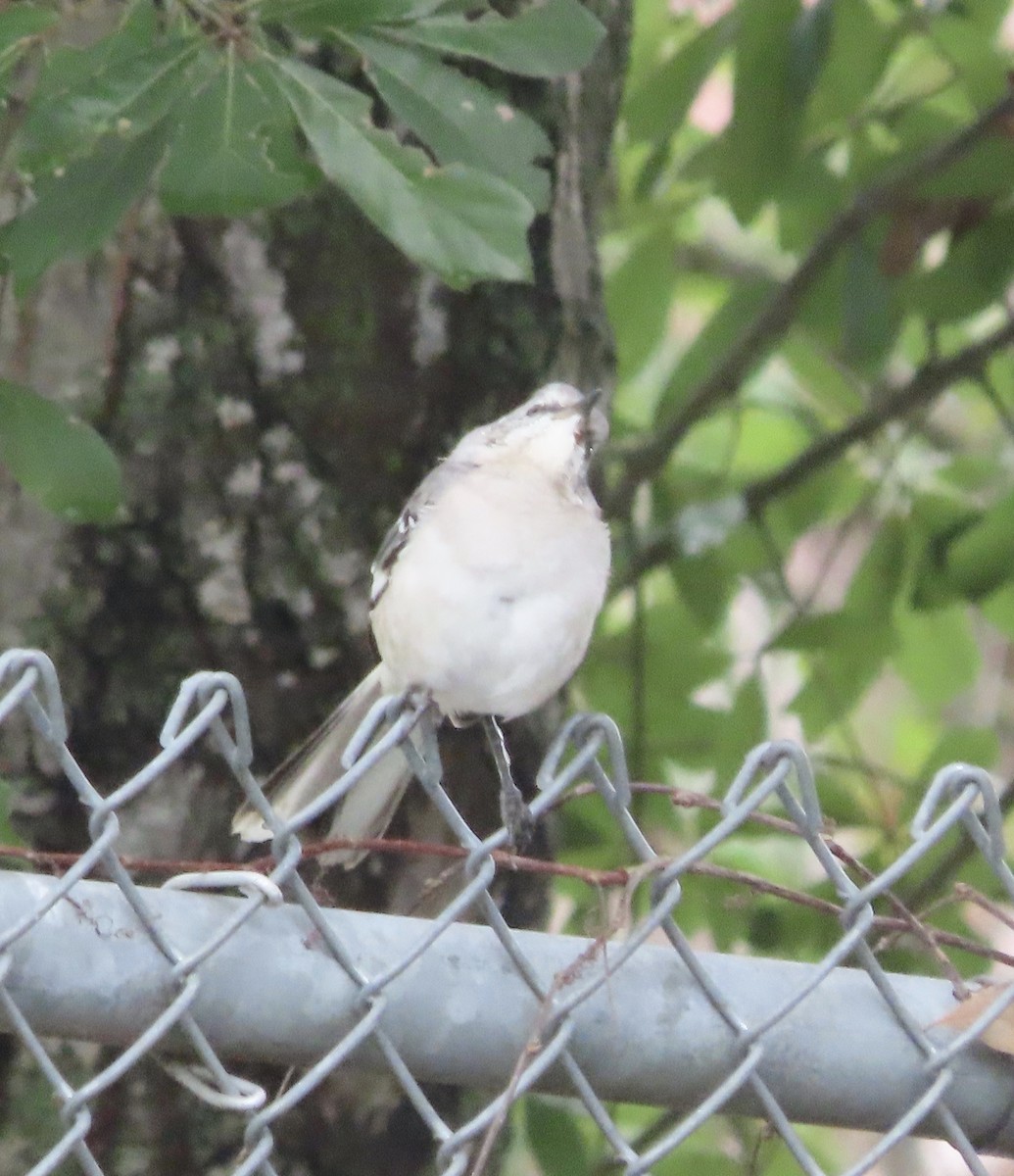 Northern Mockingbird - ML643723988