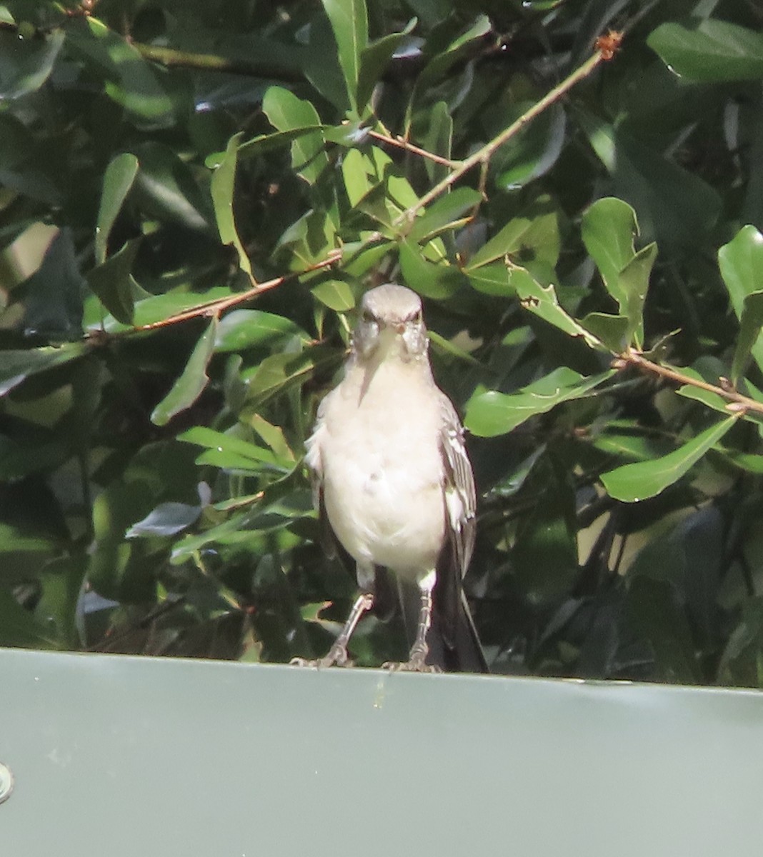 Northern Mockingbird - ML643723989