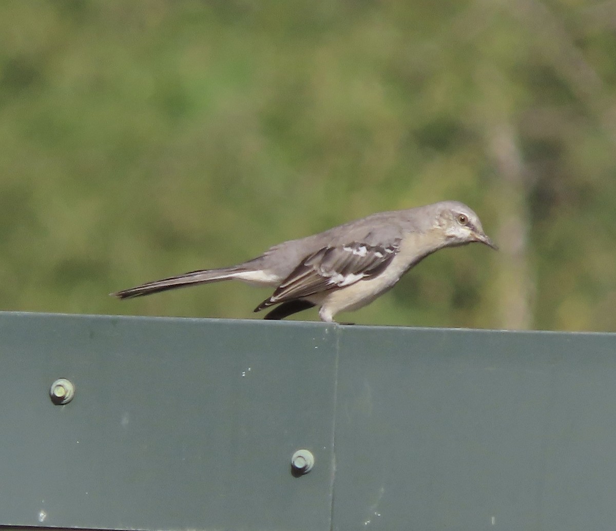 Northern Mockingbird - ML643723990