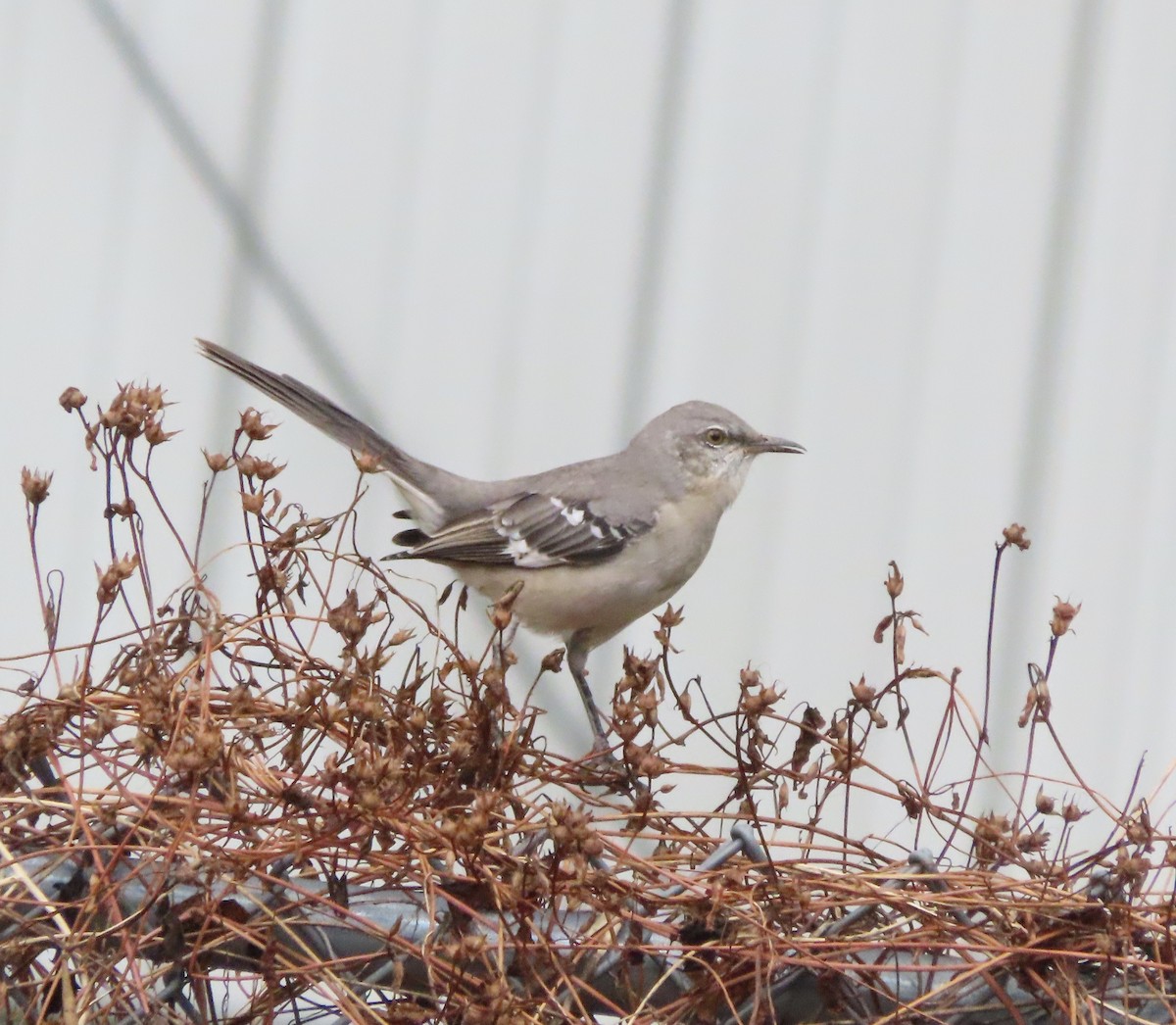 Northern Mockingbird - ML643723991