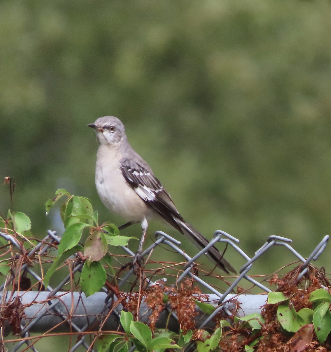 Northern Mockingbird - ML643723992