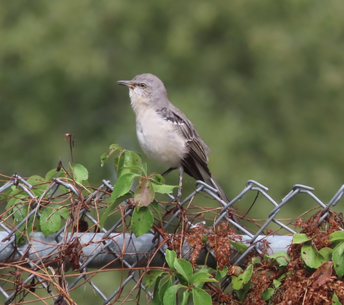 Northern Mockingbird - ML643723993