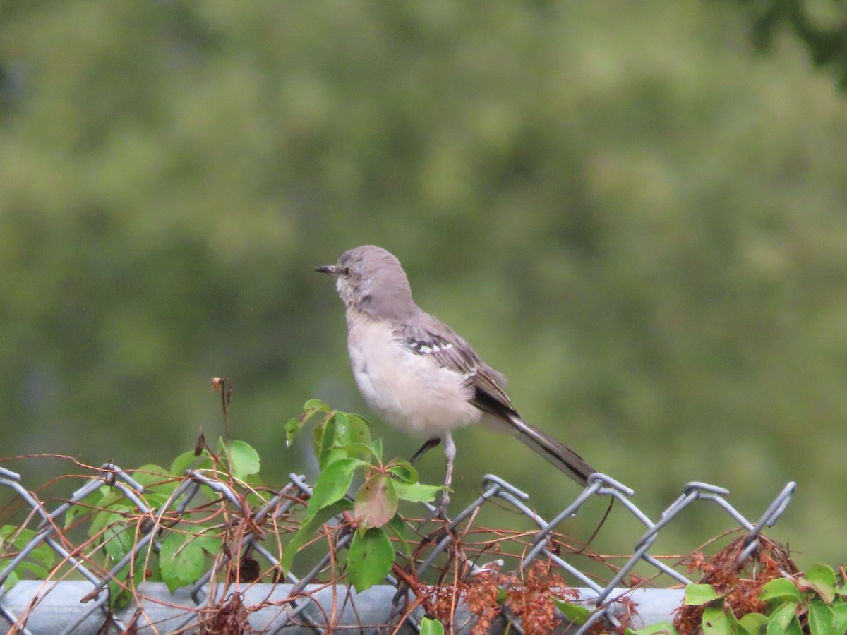 Northern Mockingbird - ML643723994