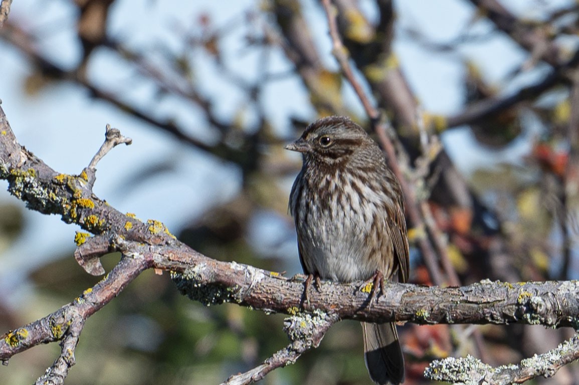 Song Sparrow - ML643723995