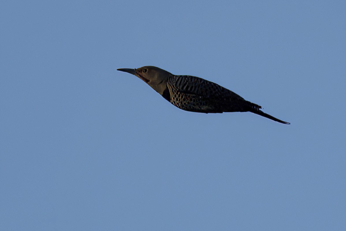 Northern Flicker - ML643723997