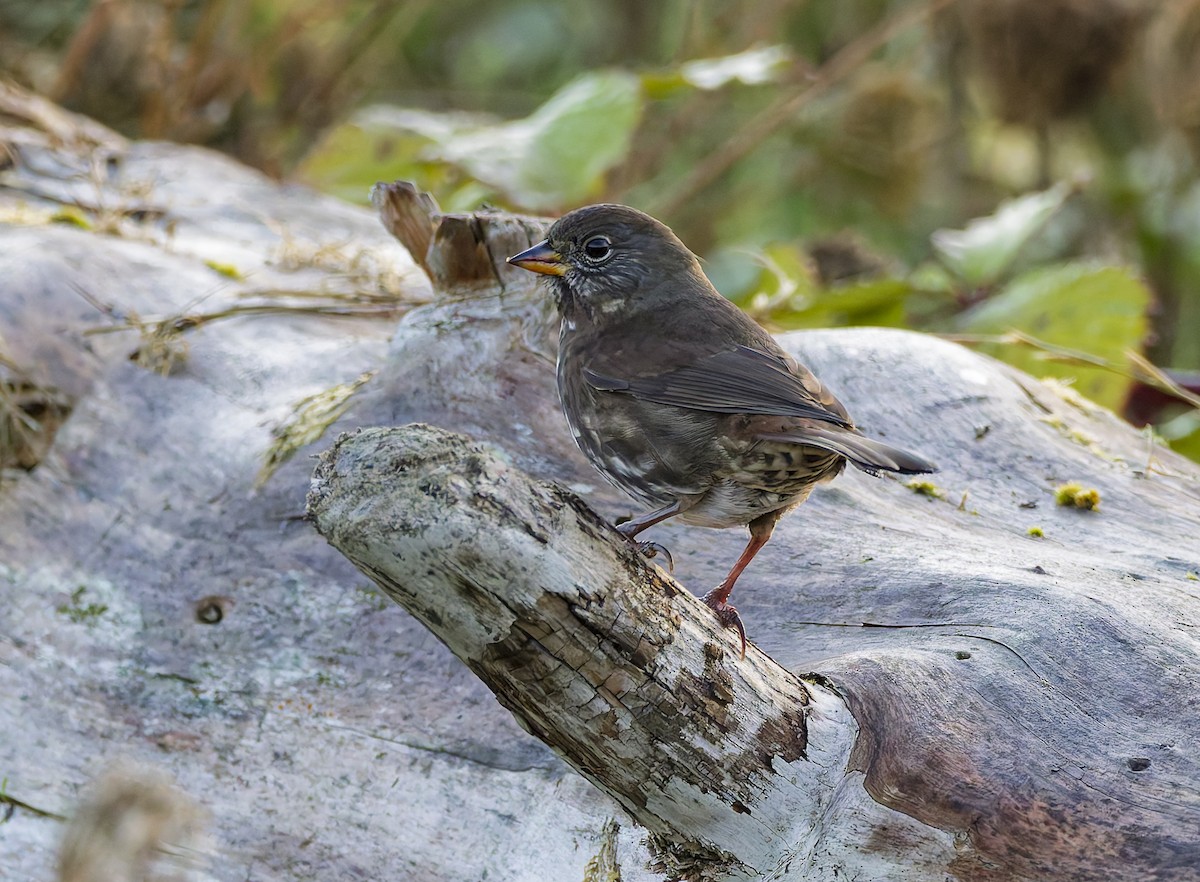 Fox Sparrow - ML643724003