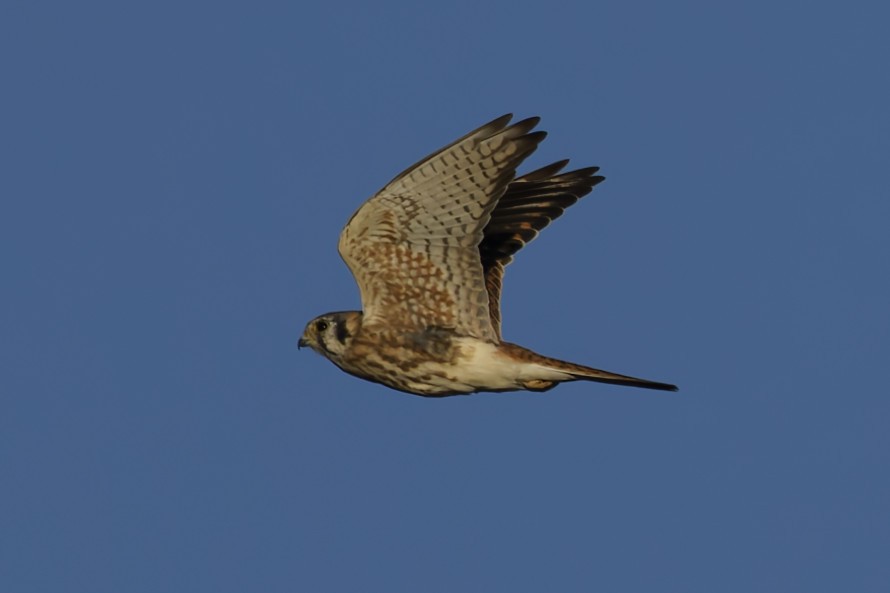 American Kestrel - ML643724012