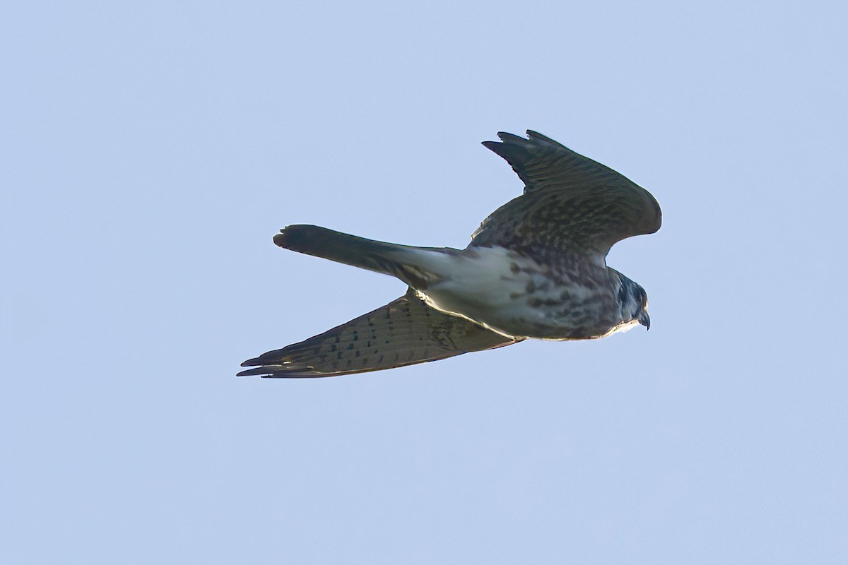 American Kestrel - ML643724013