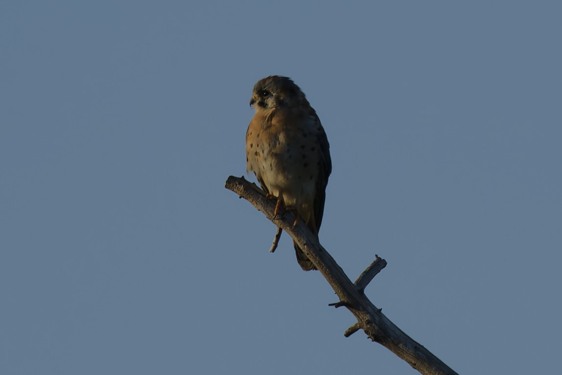 American Kestrel - ML643724014