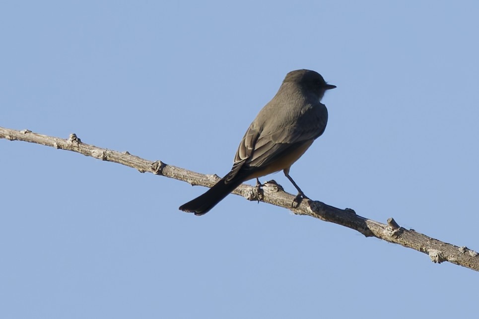 Say's Phoebe - ML643724029