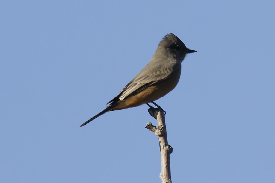 Say's Phoebe - ML643724030