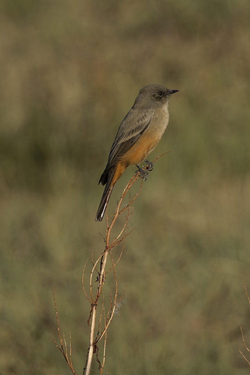 Say's Phoebe - ML643724031