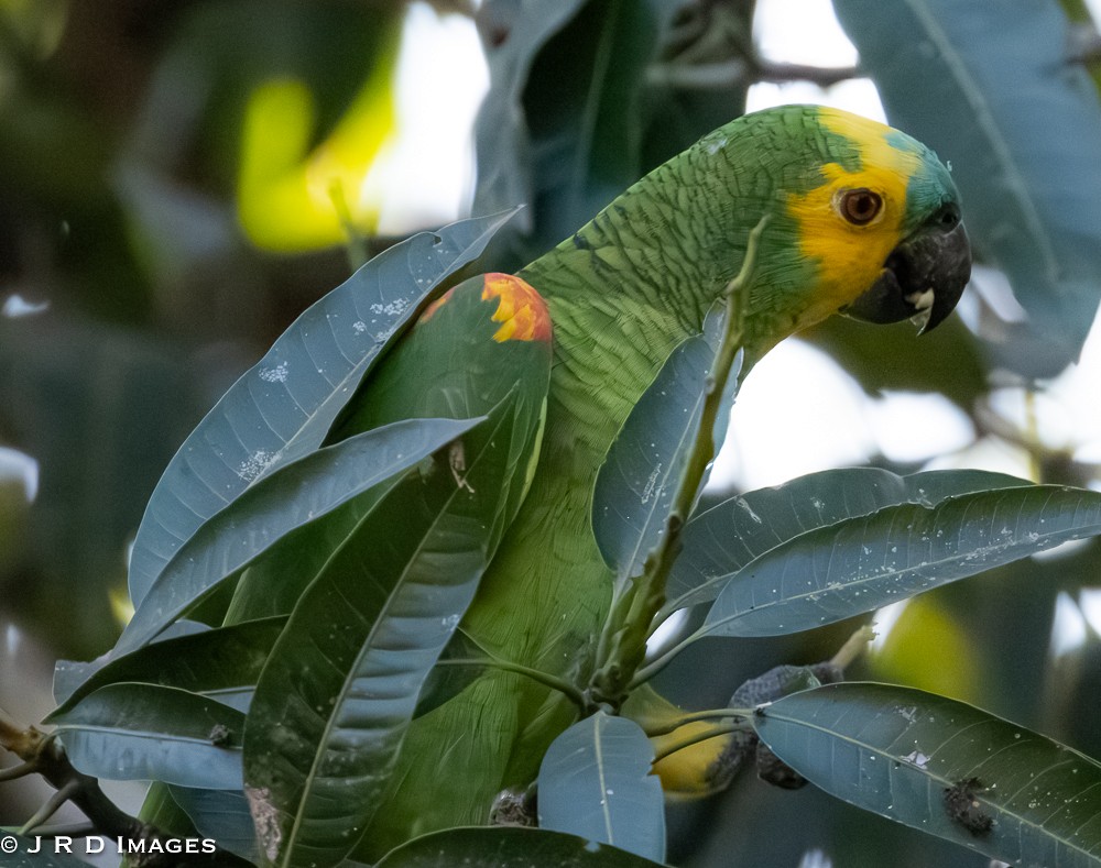 Amazona Frentiazul - ML643724036