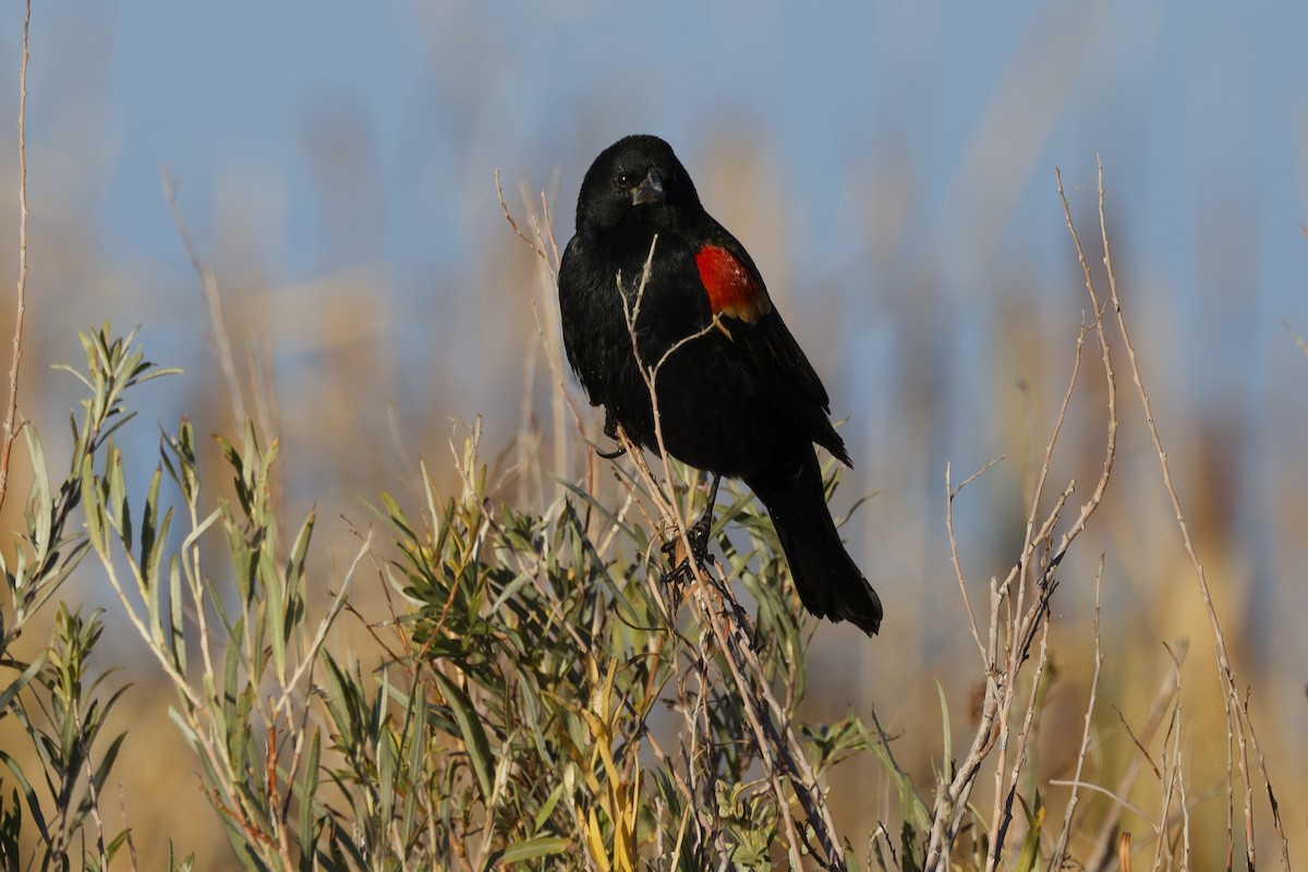 Red-winged Blackbird - ML643724043