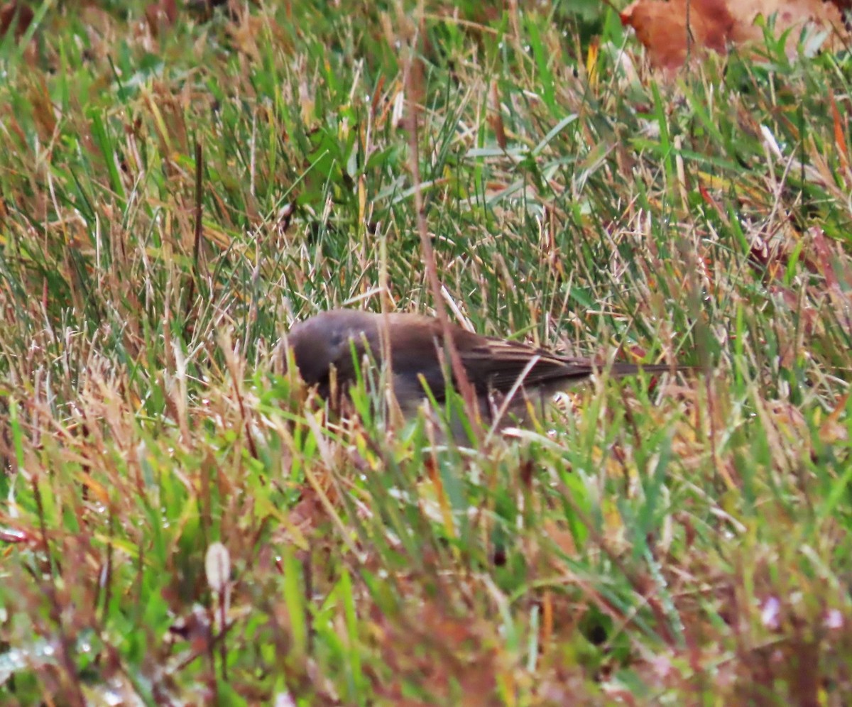Dark-eyed Junco - ML643724052