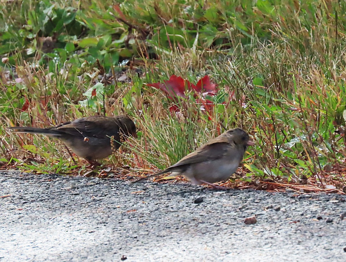 Dark-eyed Junco - ML643724053