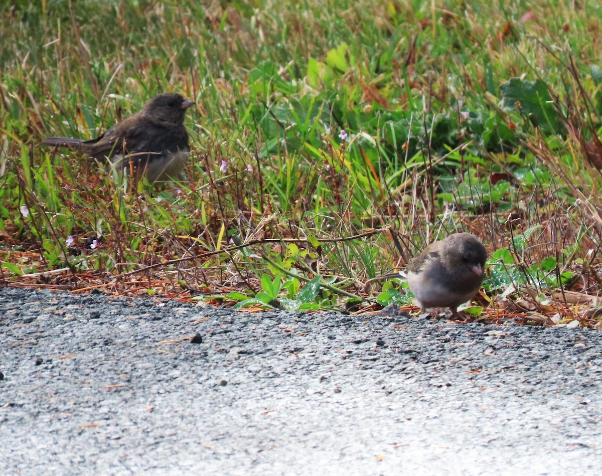 Dark-eyed Junco - ML643724054