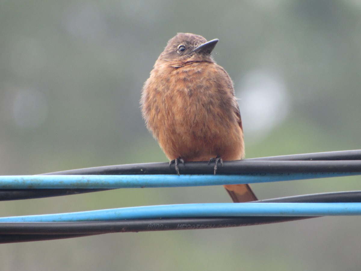 Cliff Flycatcher - ML643724093
